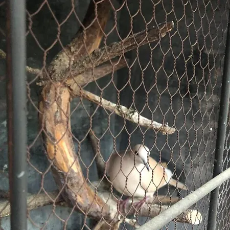 Vendégház градината 3*