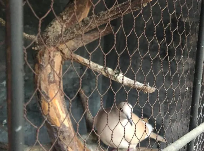 Къща за гости градината 3*